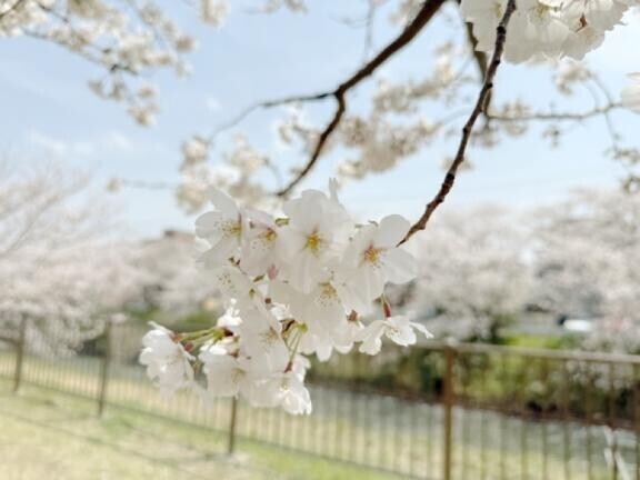 お花見?