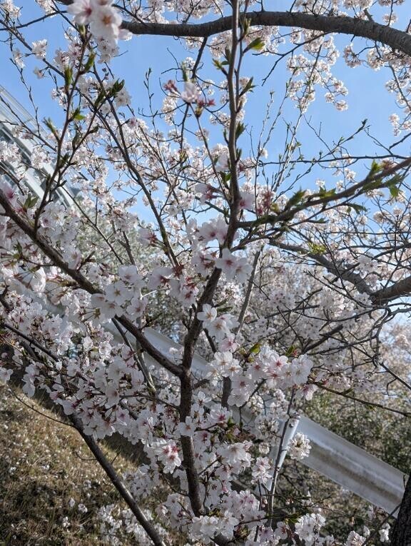 桜吹雪☆