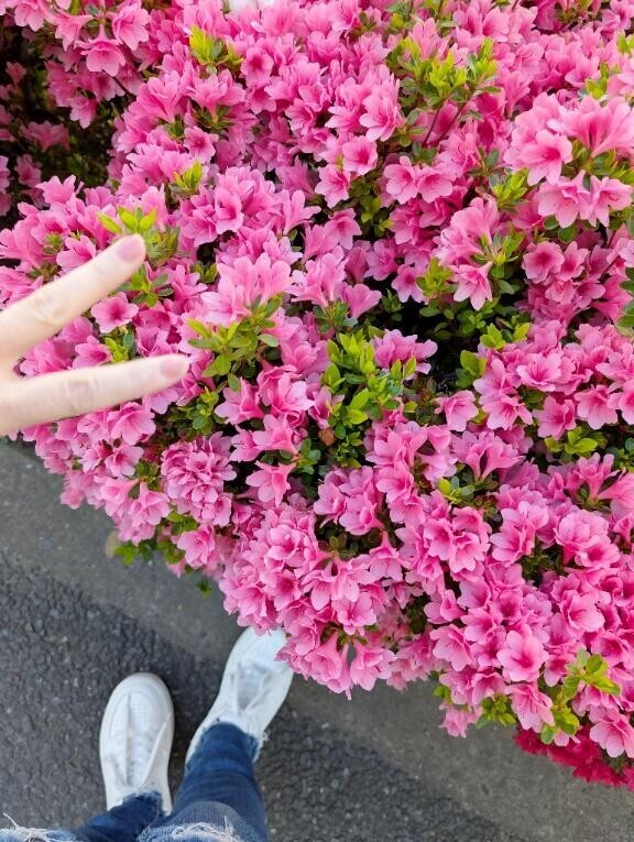 愛でる