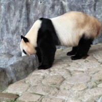 たえこ