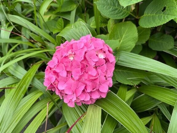 紫陽花?