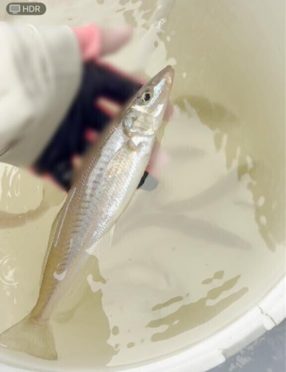 ｵﾊﾖ(∩･∀･∩)?