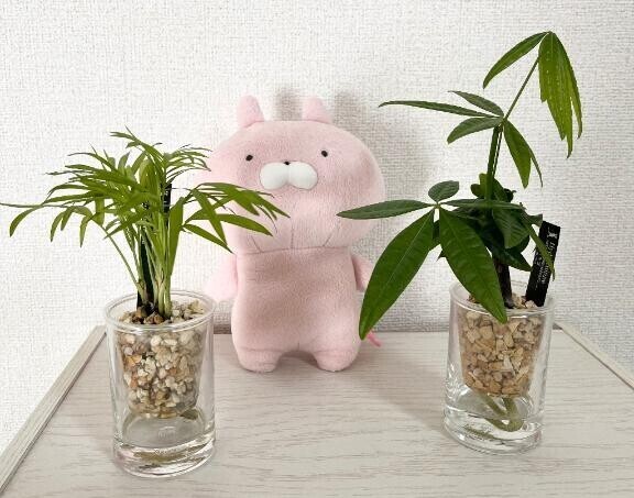観葉植物🪴