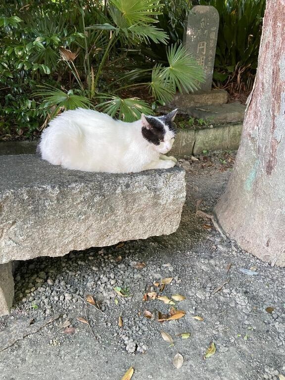 神社へ行くと