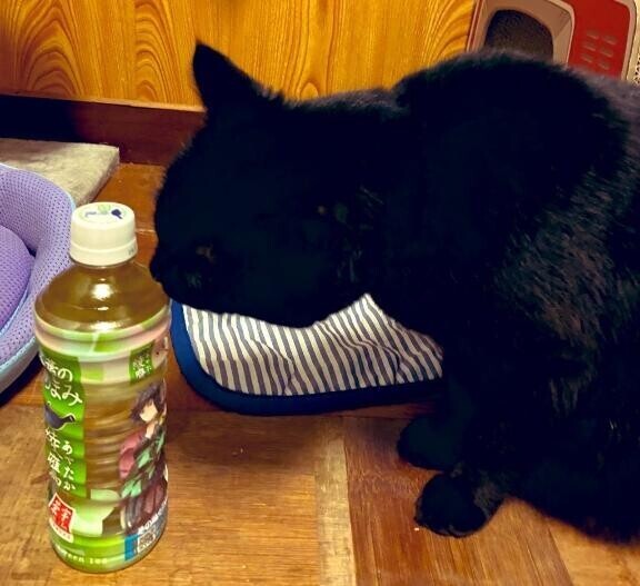 直感パラダイス