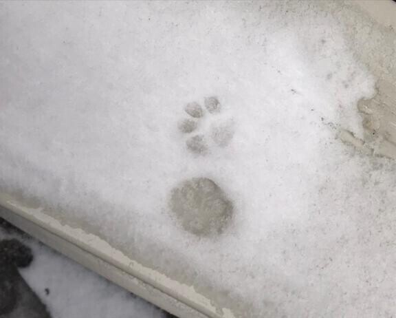 雪が私よりしっかり仕事してる件