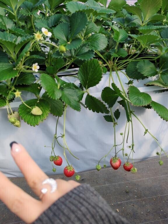 いちご狩りなのだ！