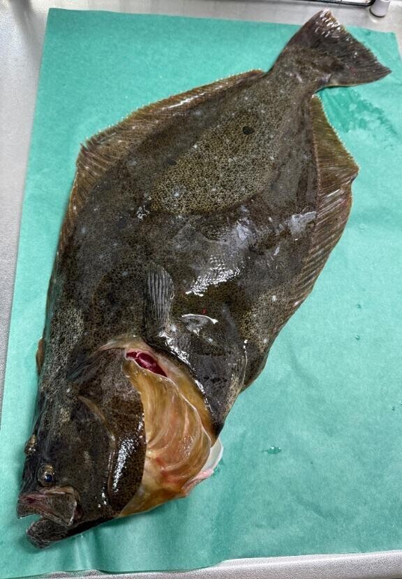 さばいていくっ