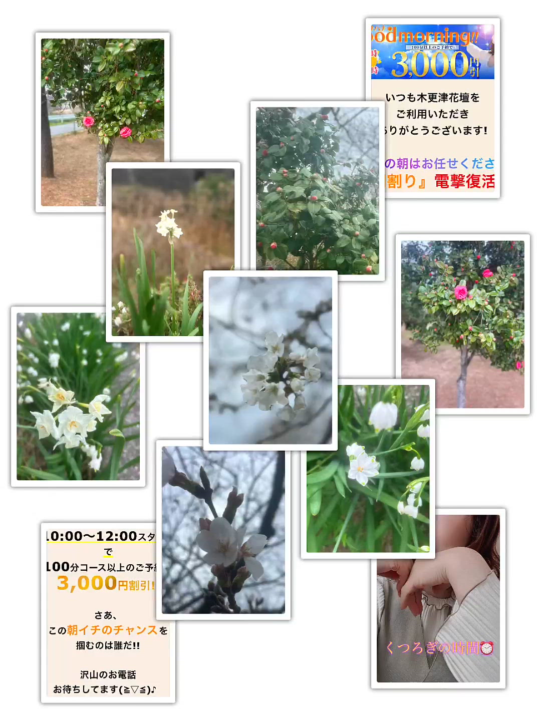 撮れたてお花写真です