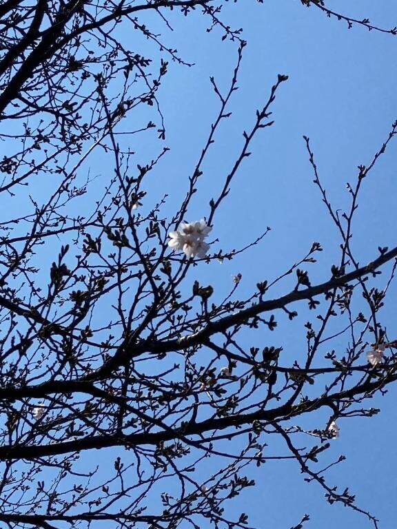 花粉がエグいので、