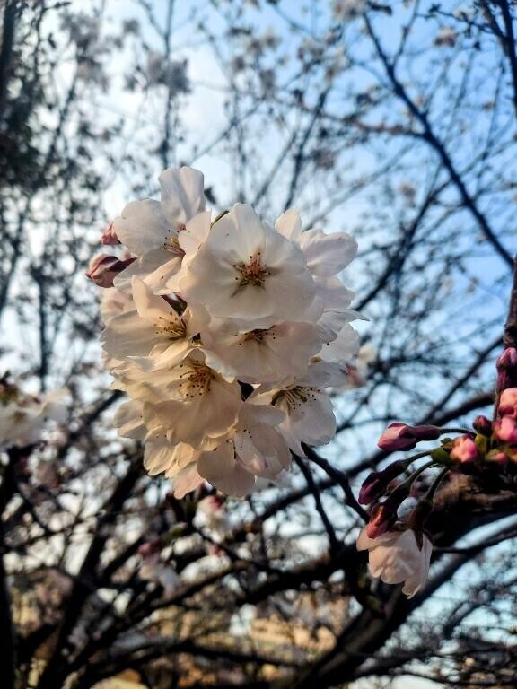 お散歩‪