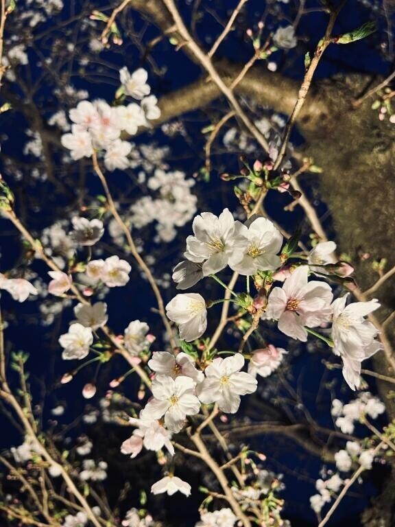 見てー