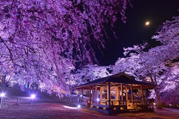 昨日の朝