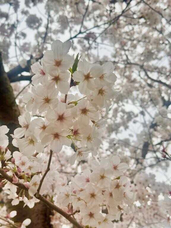 4月𓈒𓏸ㅤ