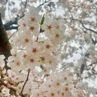 まひる