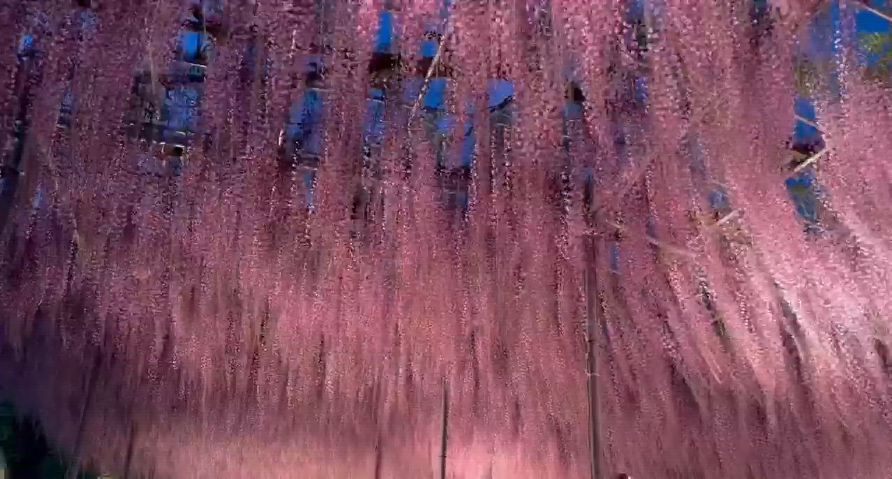 藤の花