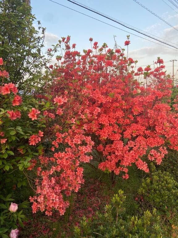 桜散るの早すぎ(意外な意見あり)
