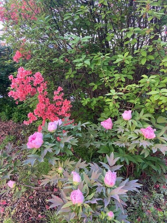 ばらの花