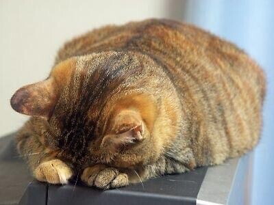 ごめんなさい…