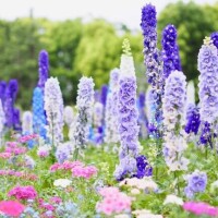 まひる