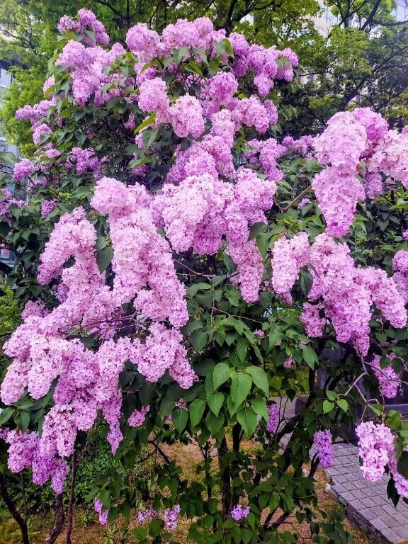 明日から