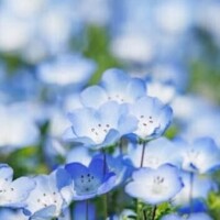 はな