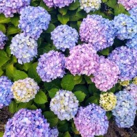 もえか