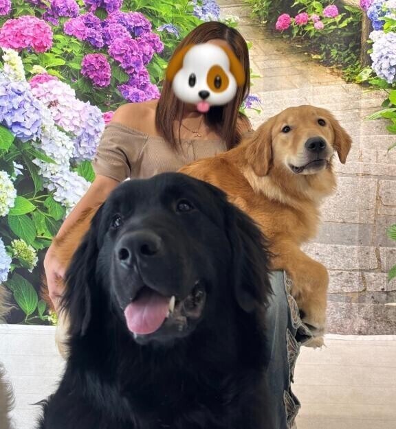 デカ犬🩷