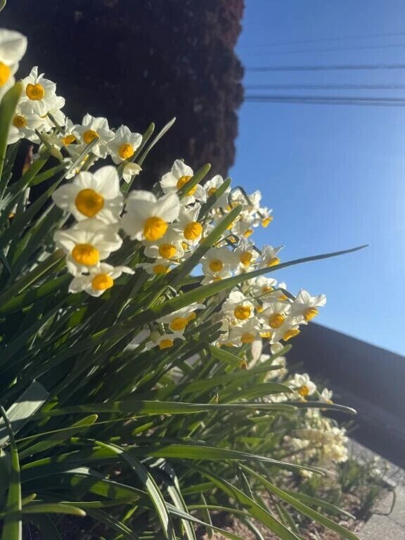 🌼🌼🌼