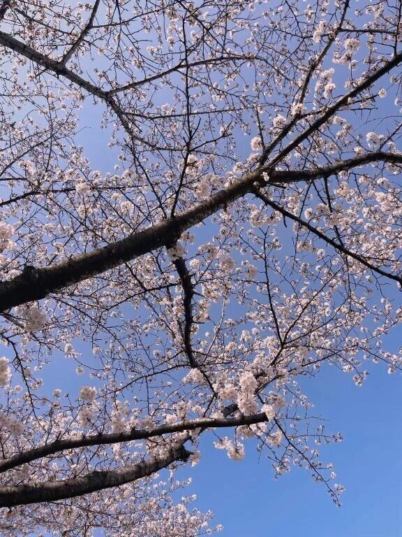 *･゜ﾟ･*:.｡..｡.:*･April･*:.｡. .｡.:*･゜ﾟ･*