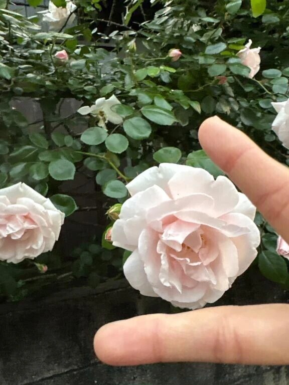 みんなおはよう🐣