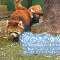 れんか