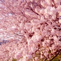 応援したくて…♡