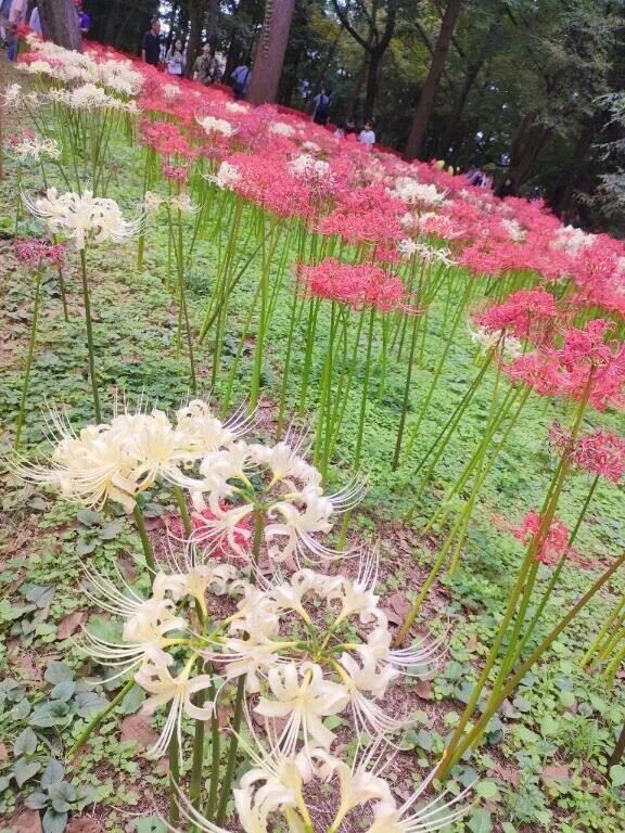 うつくしきかな