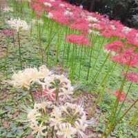 綾波るか