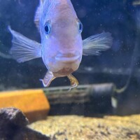 こんばんは