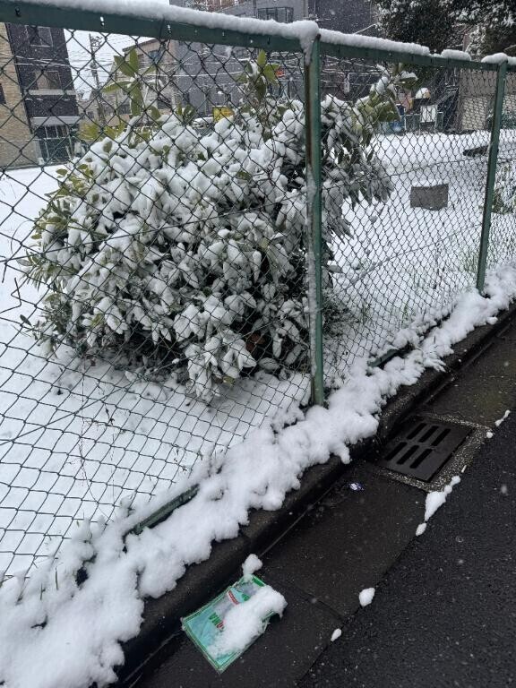雪