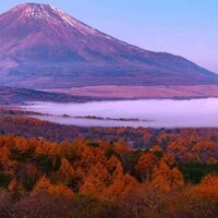 橋本