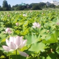 秋元