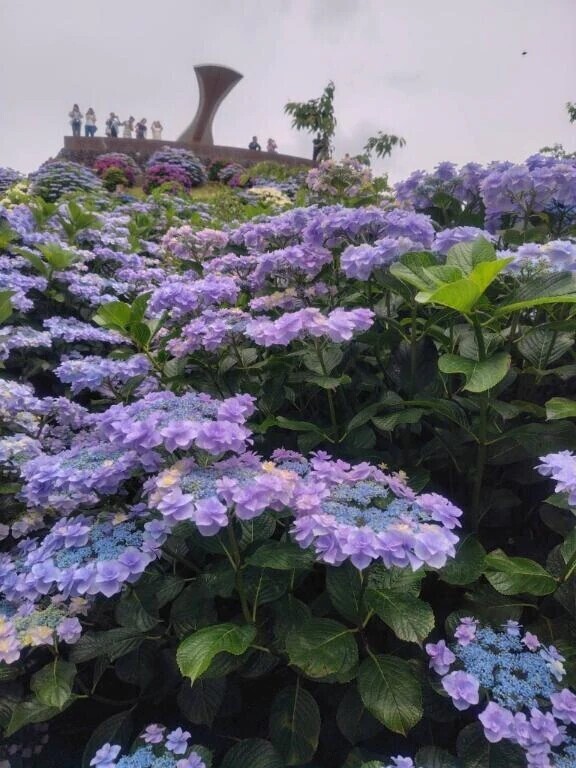 🌼