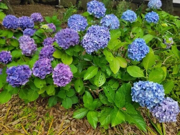 本日13時から1枠🌼