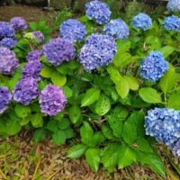 本日13時から1枠🌼