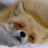 昨日のありがとう