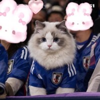 人気姫ひな