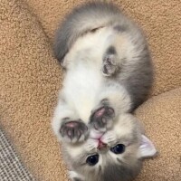 人気姫ひな
