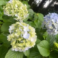 💛今日もありがとう( ᴖ⩊ᴖ )