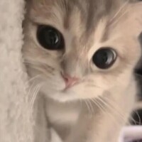 人気姫ひな