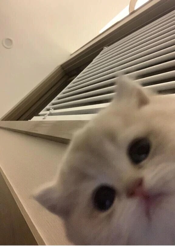 今日も🤍