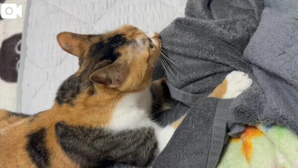３にゃんず日記(*ΦωΦ*)(*ΦωΦ*)(*ΦωΦ*)
