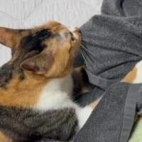 ３にゃんず日記(*ΦωΦ*)(*ΦωΦ*)(*ΦωΦ*)